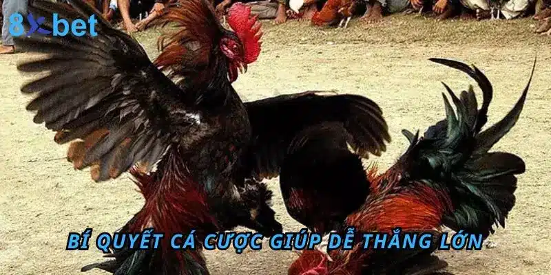 Đá Gà Thomo 8Xbet – Sân Chơi Đỉnh Cao Cho Anh Em Đam Mê 9 Bí quyết cá cược Đá Gà Thomo giúp anh em dễ thắng lớn