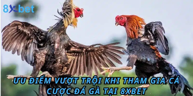 Ưu điểm vượt trội khi tham gia cá cược Đá Gà tại 8XBET